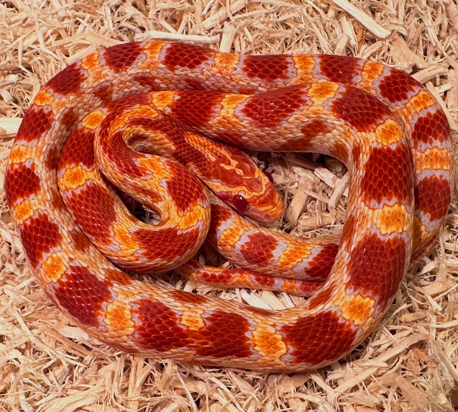 Reverse Okeetee 66 Ph Shatter Corn Snake by Cascade Corns MorphMarket