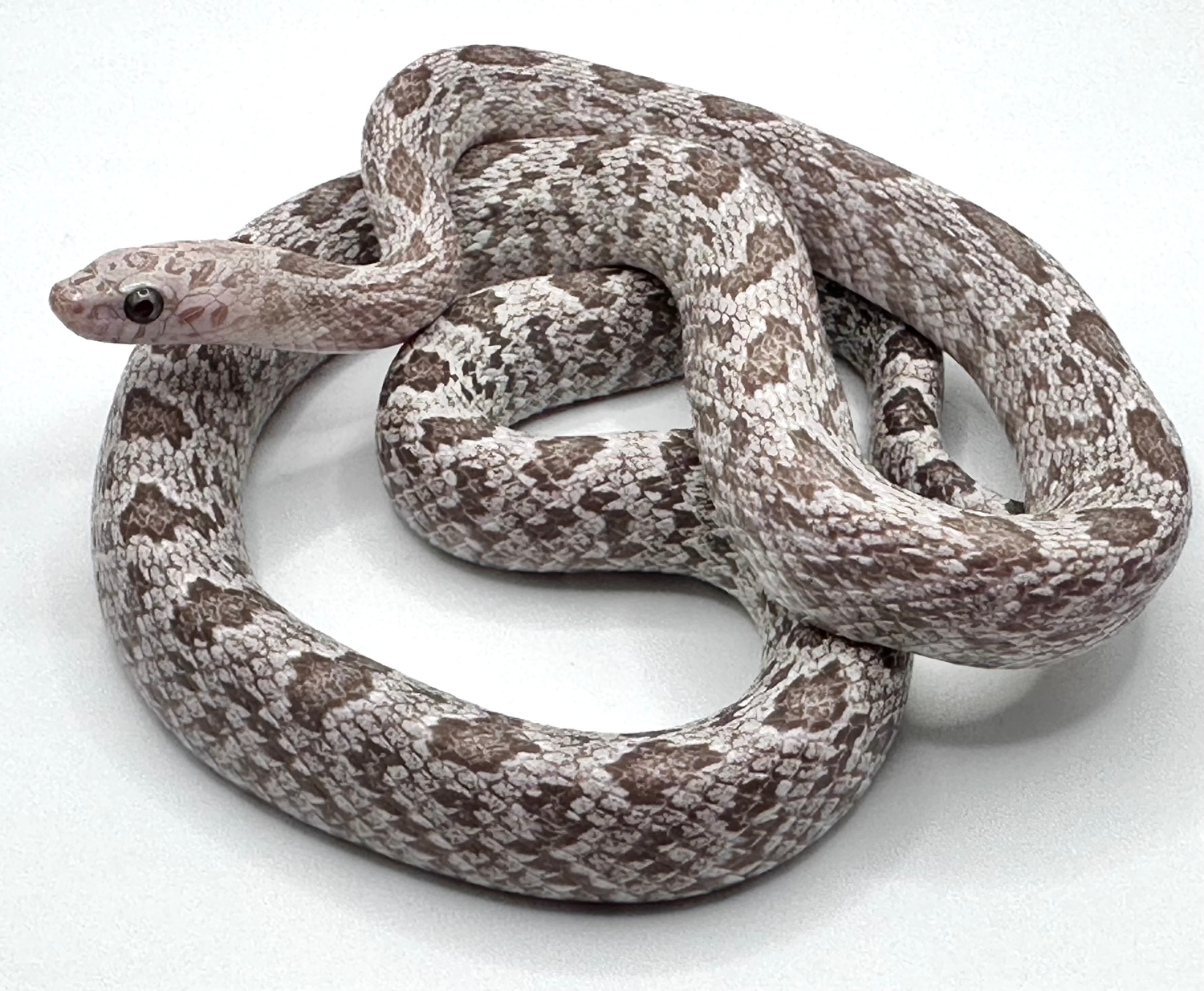 2022 Ultramel Shatter Corn Snake by Cascade Corns MorphMarket