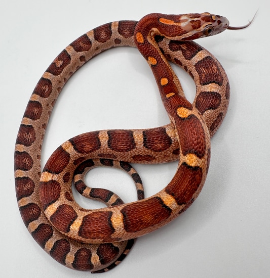 MICROSCALELESS Het Anery Het Amel Corn Snake by Cascade Corns LLC