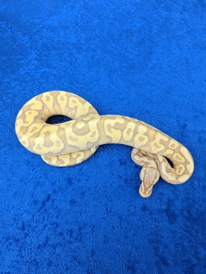 Banana Black Head Pastel Yb Het Clown 50% Hypo Ball Python by Down ...