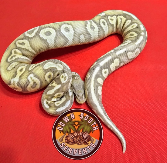 Banana Black Head Mojave Pastel Yellow Belly Het Clown Ball Python by ...
