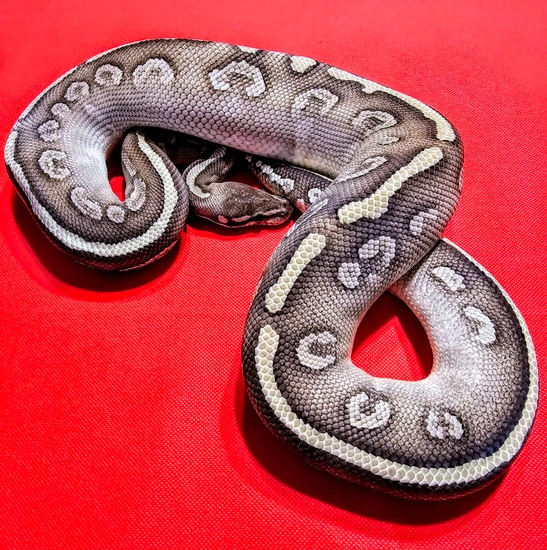 Super Phantom / Mystic Yellow Belly Ball Python by Down South Serpents