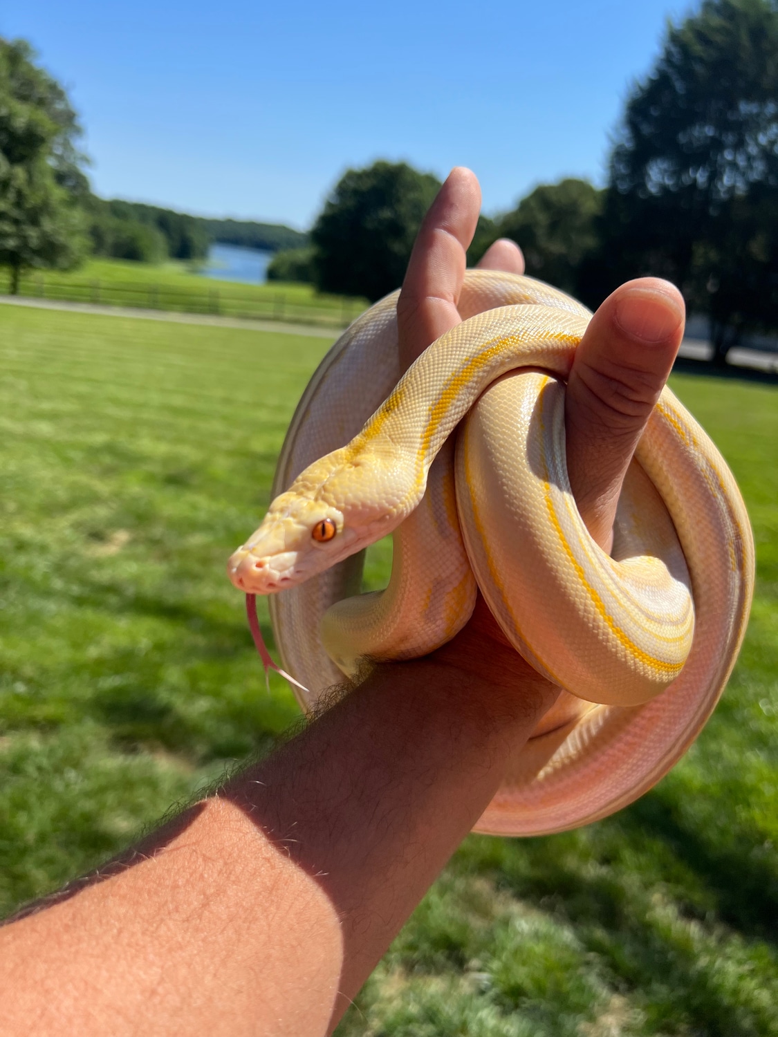 Purple Genetic Stripe Reticulated Python by JMac Reptiles - MorphMarket