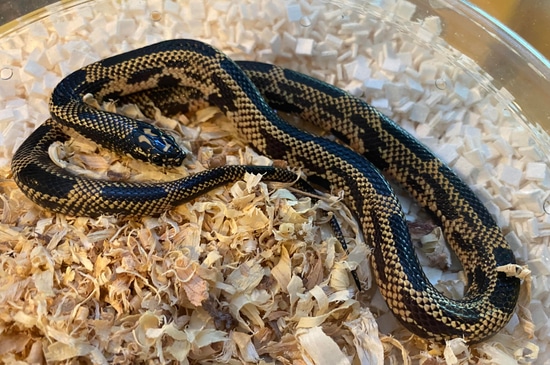 A closer look at Kingsnake Nutrition Yearling Expansions Audiences
