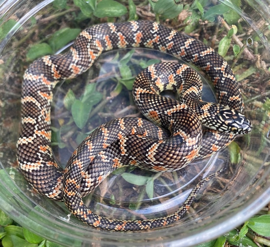 View of Yearling South Floirda Brooksi Brooks' Kingsnake by Jeff Serrao