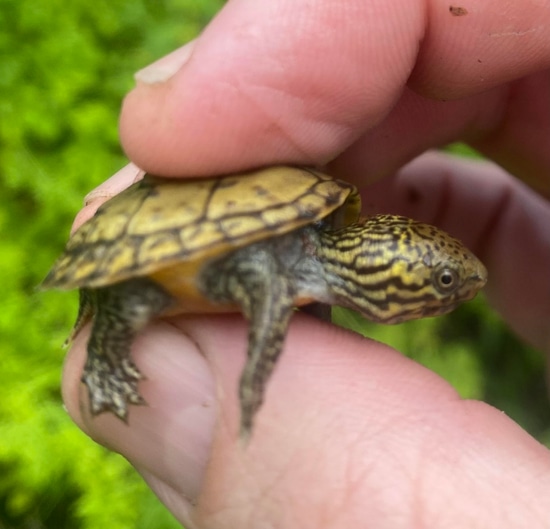 【Mass】Cruising Tortoise Pace Sunnydaze 30 in. Todd the Tortoise Indoor-Outdoor Lawn and