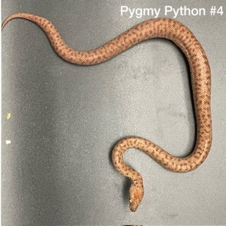 Pygmy Python With Free Shipping! by Dr J's Exotics