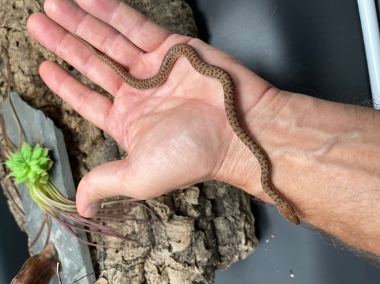 Pygmy Python by Dr J's Exotics