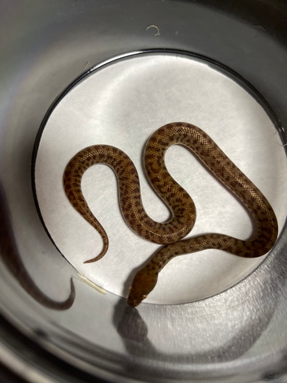 Pygmy Python by Dr J's Exotics