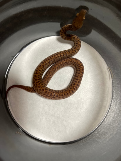 Pygmy Python by Dr J's Exotics