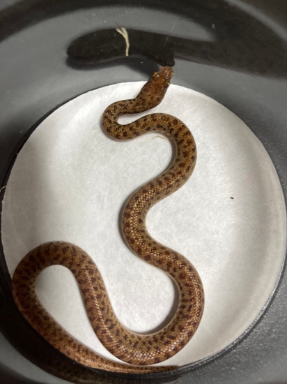 Pygmy Python by Dr J's Exotics