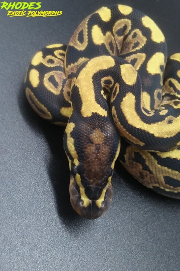 Granite Ball Ball Python by Rhodes Exotic Polymorphs
