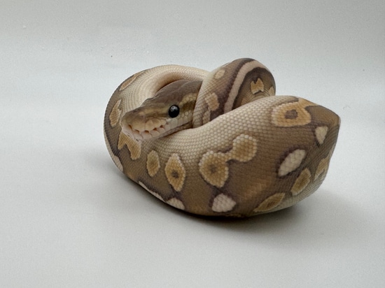 2024 0.1 Cinnamon Lesser Ghost Ball Python by Cigar City Exotics