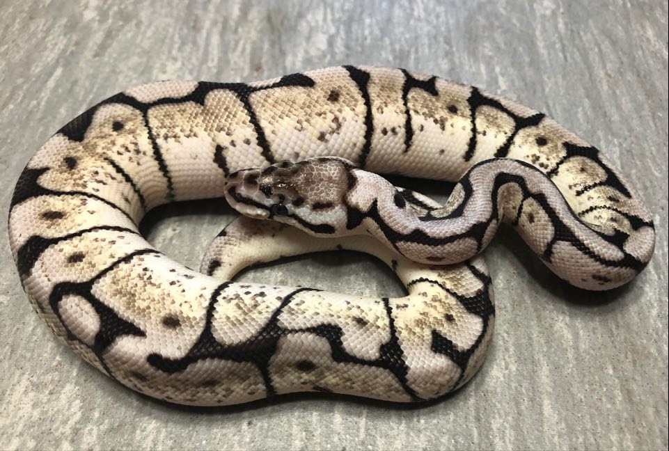 Zebra Bee Ball Python by Carey Tails & Exotics - MorphMarket