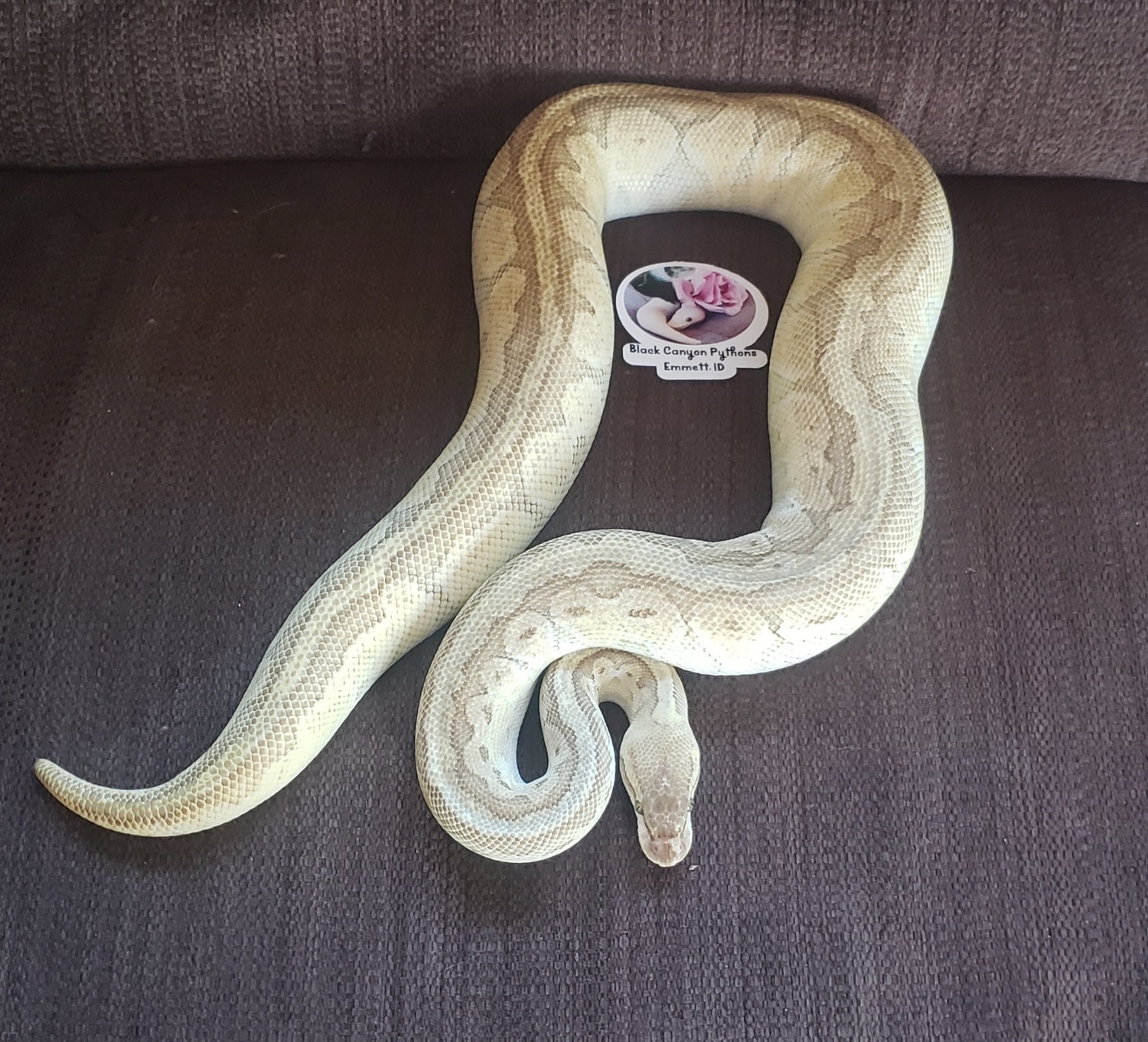 Emperor Pinstripe Ball Python by Black Canyon Pythons - MorphMarket