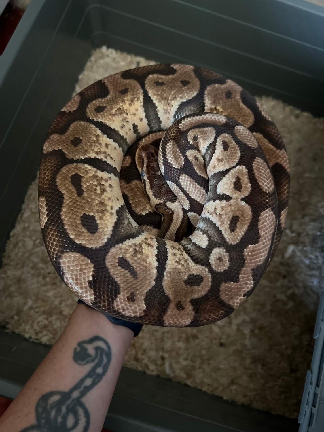 Pastel Het Pied Ball Python by Beth’s Ballz - MorphMarket