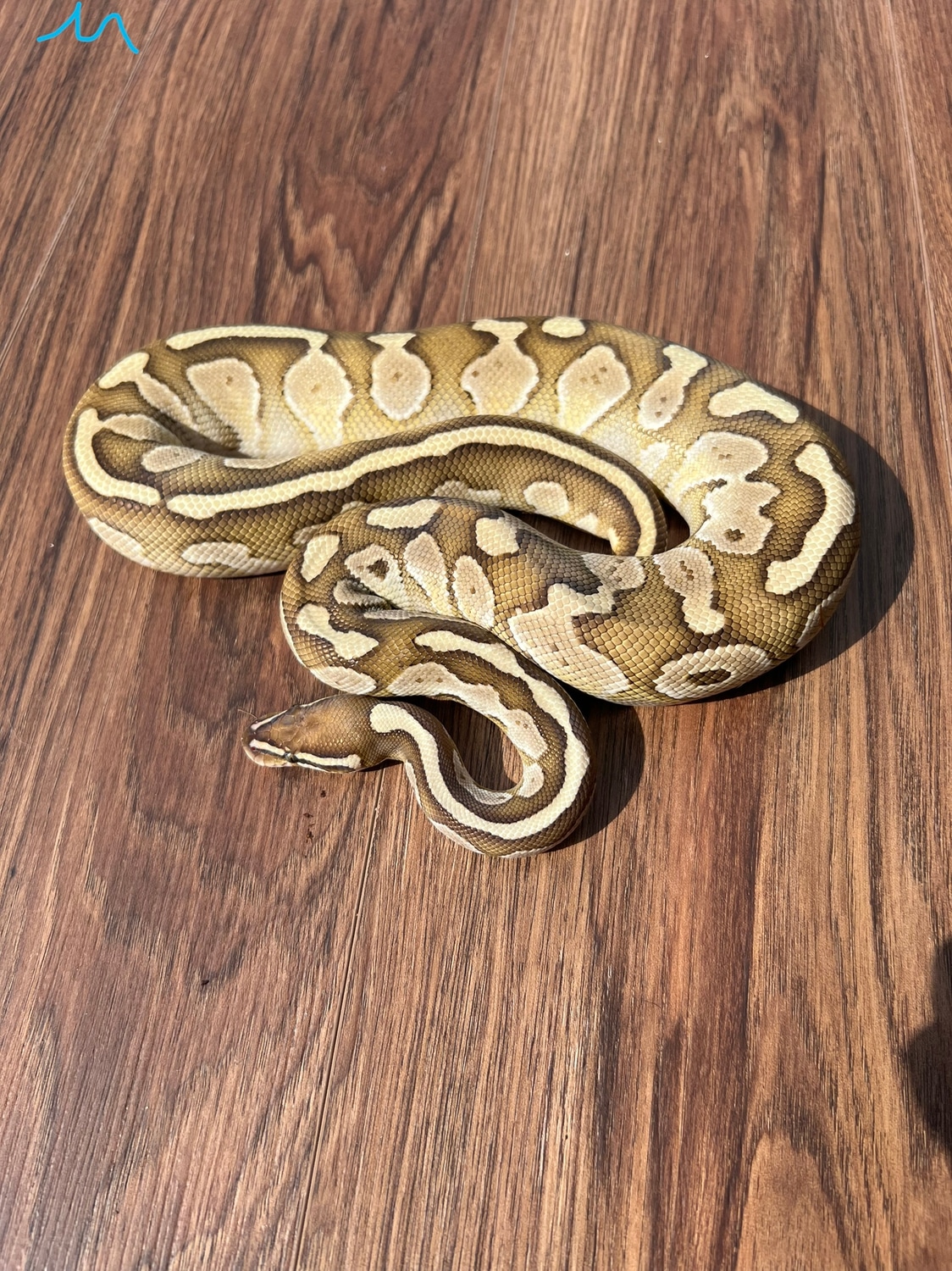 Lesser Ball Python by Atlanta Reptiles - MorphMarket