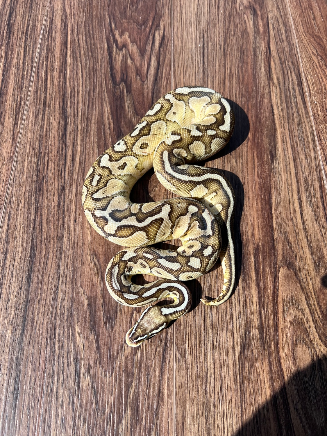 Pastel Lesser Ball Python by Atlanta Reptiles - MorphMarket