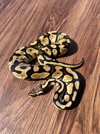 Enchi Calico Ball Python by Atlanta Reptiles