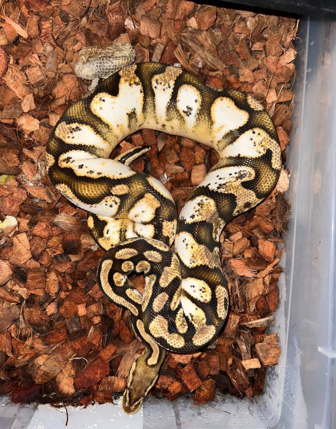Pastel Enchi Calico Ball Python by Atlanta Reptiles - MorphMarket