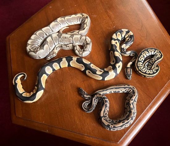 No Reserve 4 Snake Group Ball Python by Atlanta Reptiles