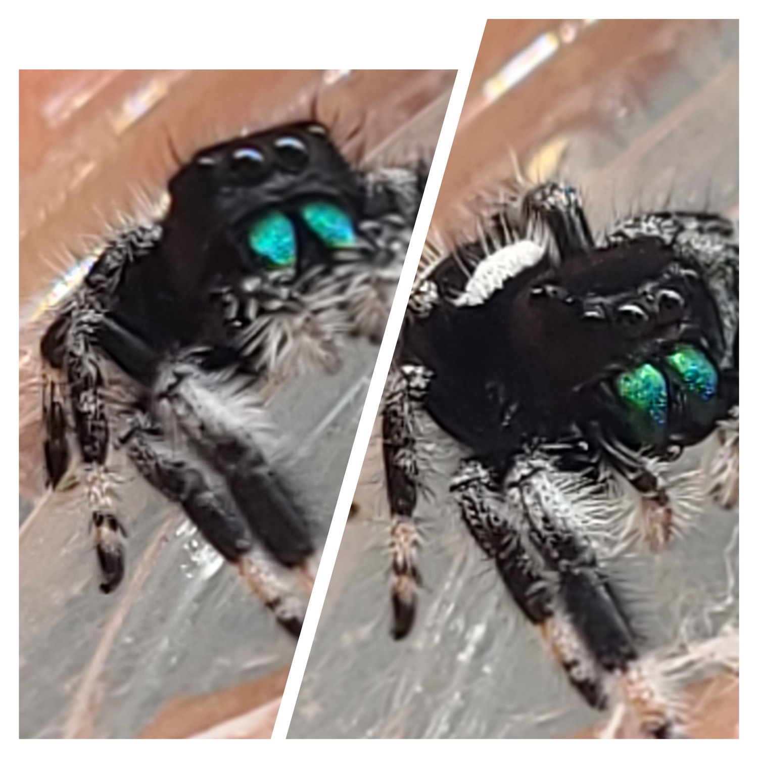 Regal Sling I6 True Spider by Jumping Spiders California MorphMarket
