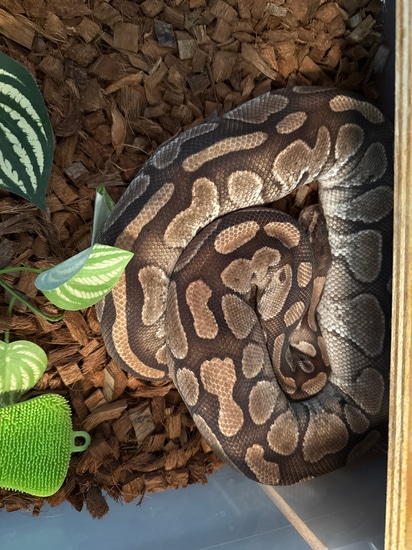 Lesser PB Ball Python by All Balled Up