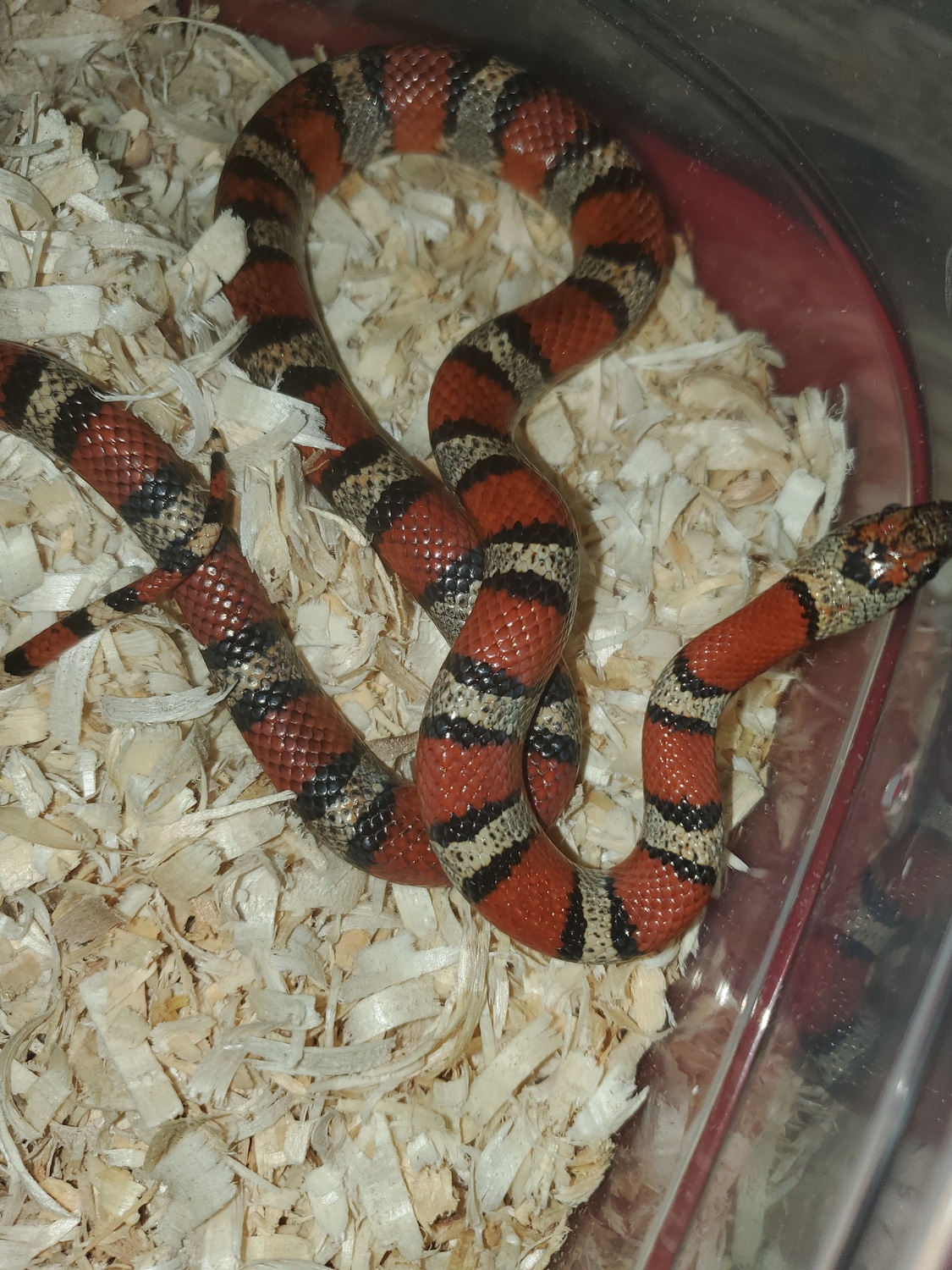 MSP Nuevo Leon Kingsnake by Elleman Family Reptiles MorphMarket