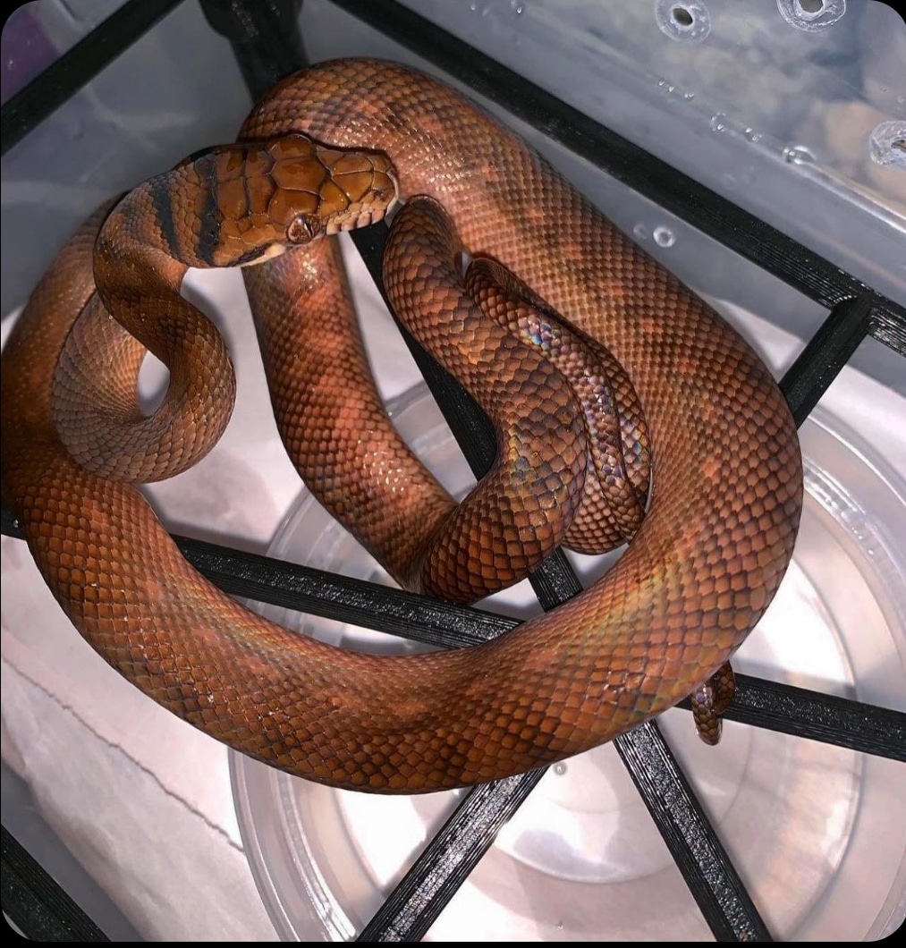 Manokwari Scrub Python by Elleman Family Reptiles - MorphMarket