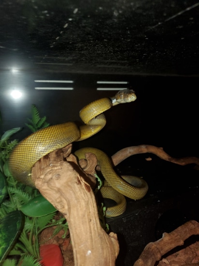 Patternless Moluccan Scrub Python by Elleman Family Reptiles