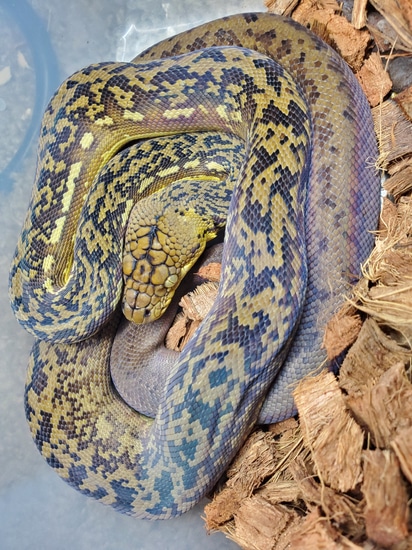 Timor Python by Elleman Family Reptiles