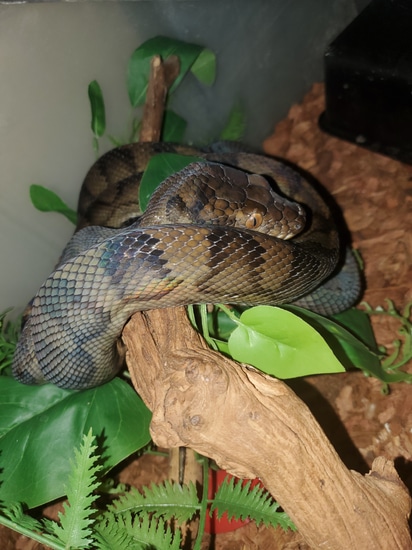 Halmahera Scrub Python by Elleman Family Reptiles