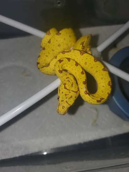 Manokwari Green Tree Python by Elleman Family Reptiles
