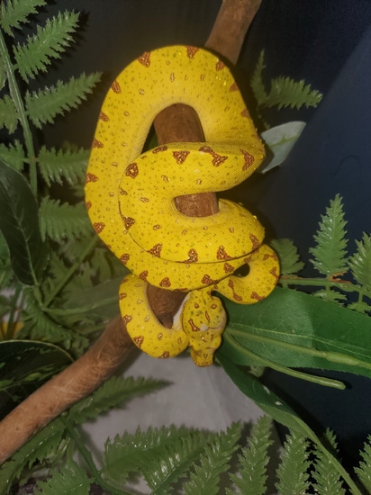 Manokwari Green Tree Python by Elleman Family Reptiles