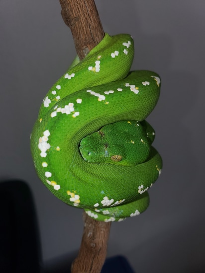 Aru Green Tree Python by Elleman Family Reptiles