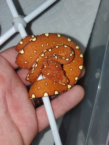 Red Biak Green Tree Python by Elleman Family Reptiles