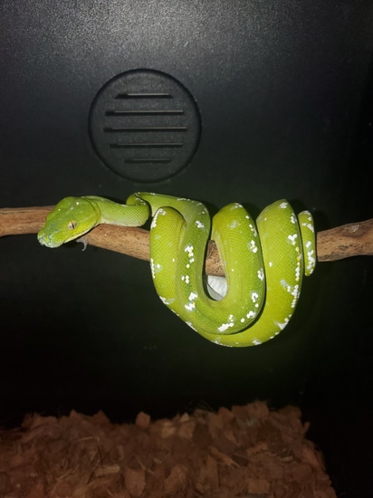Aru Green Tree Python by Elleman Family Reptiles