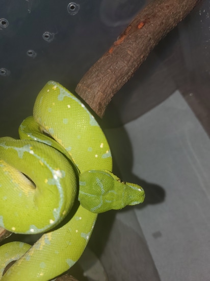 Cyclops Green Tree Python by Elleman Family Reptiles