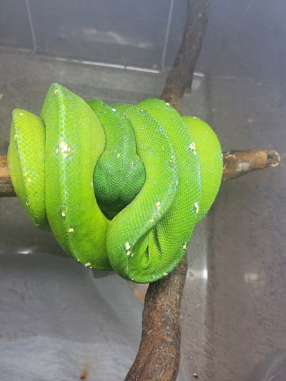 Jayapura Green Tree Python by Elleman Family Reptiles