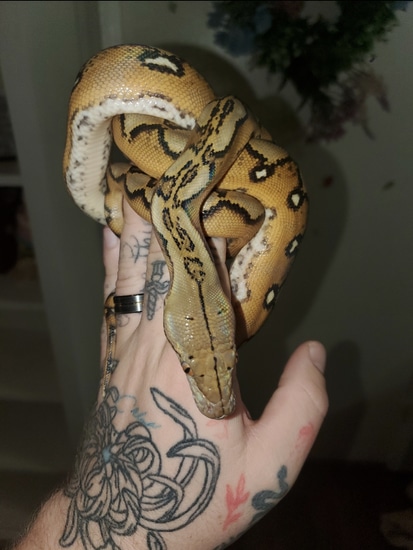 Sunfire Dh Mocha Ocelot Reticulated Python by Elleman Family Reptiles