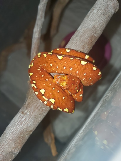 Red Biak Green Tree Python by Elleman Family Reptiles