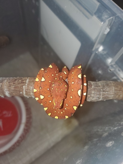 Red Biak Green Tree Python by Elleman Family Reptiles