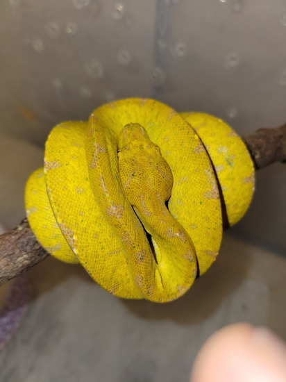 Cyclops Green Tree Python by Elleman Family Reptiles