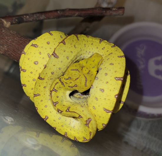 Cyclops Green Tree Python by Elleman Family Reptiles