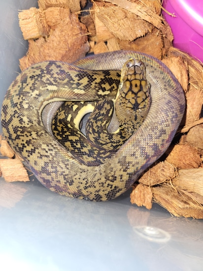 Timor Timor Python by Elleman Family Reptiles
