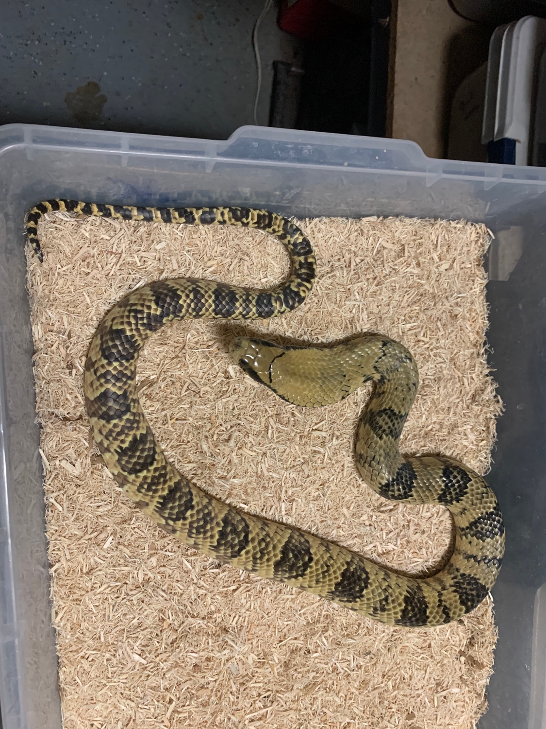 Image showcasing False Water Cobra More Colubrid by Brace's Exotics - MorphMarket