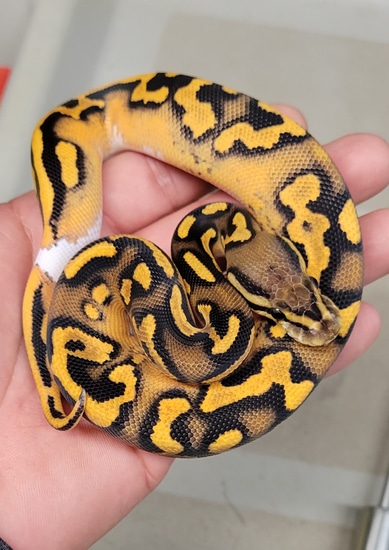 Black Pastel Enchi OD YB Pied Ball Python by Brace’s Exotics