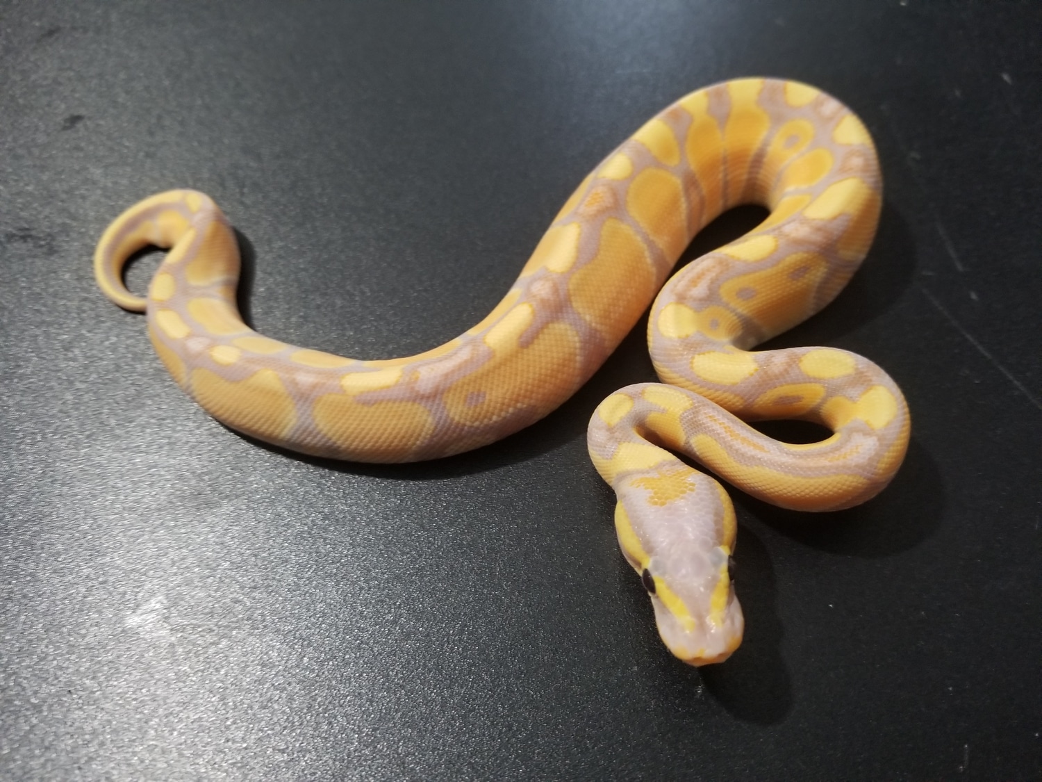 Banana Enchi Het Clown 50 Het Hypo Ball Python by America's Finest