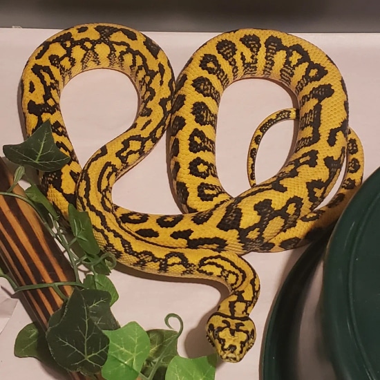 Diamond Jungle Jag Other Carpet Python by Thehatch.co