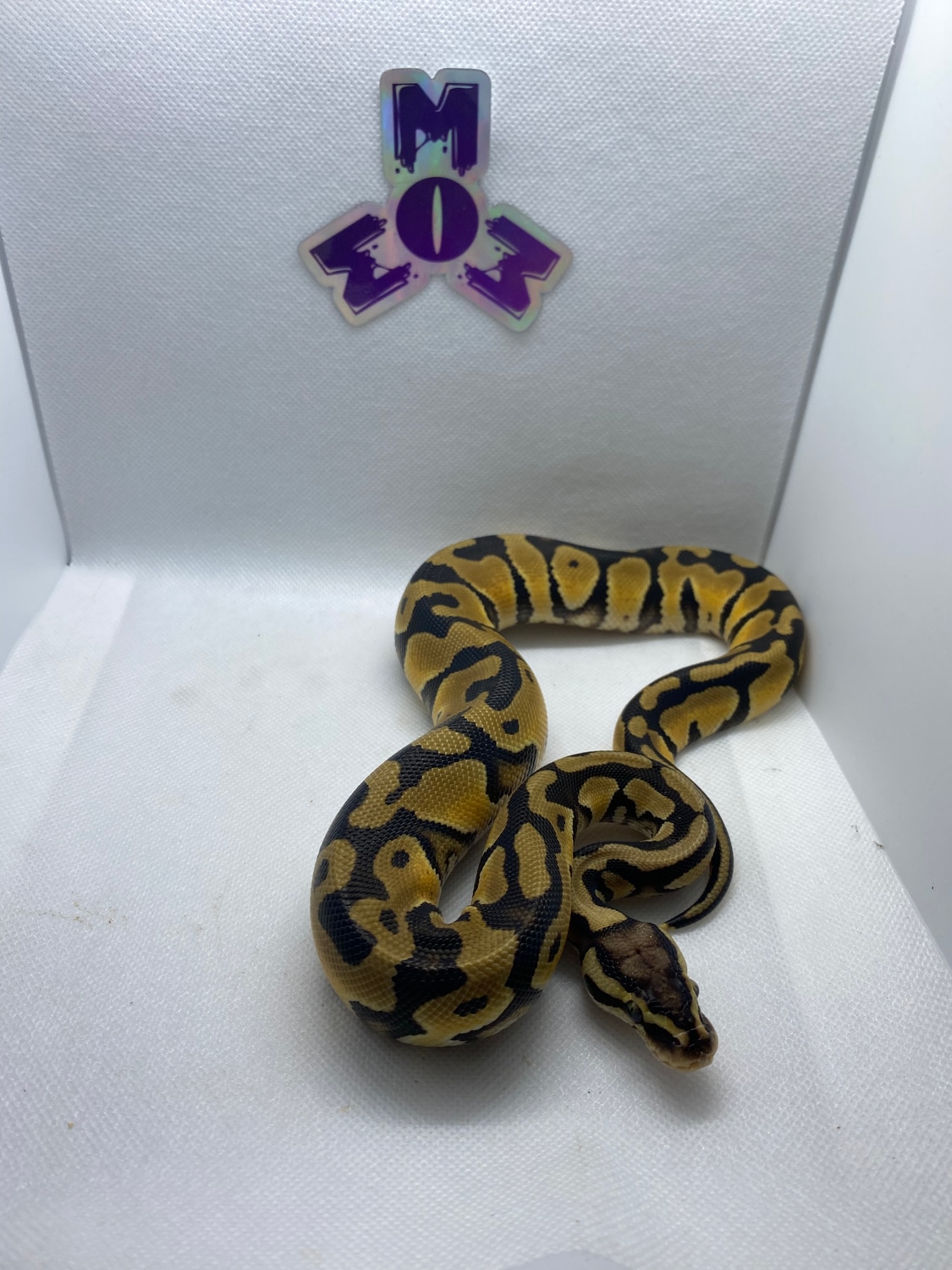 Pastel 100 DH Desert Ghost & Orange Ghost Ball Python by Mountain